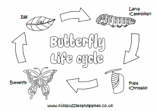 butterfly life cycle coloring pages
