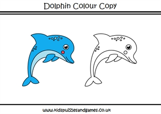 Bottle nosed dolphin Tursiops trunatus - colour - Lizzie Harper