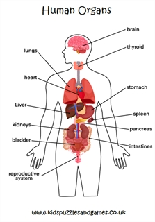 human organs diagram for kids